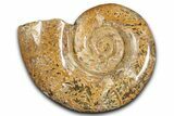 Jurassic Ammonite (Hemilytoceras) Fossil - Madagascar #349151-1